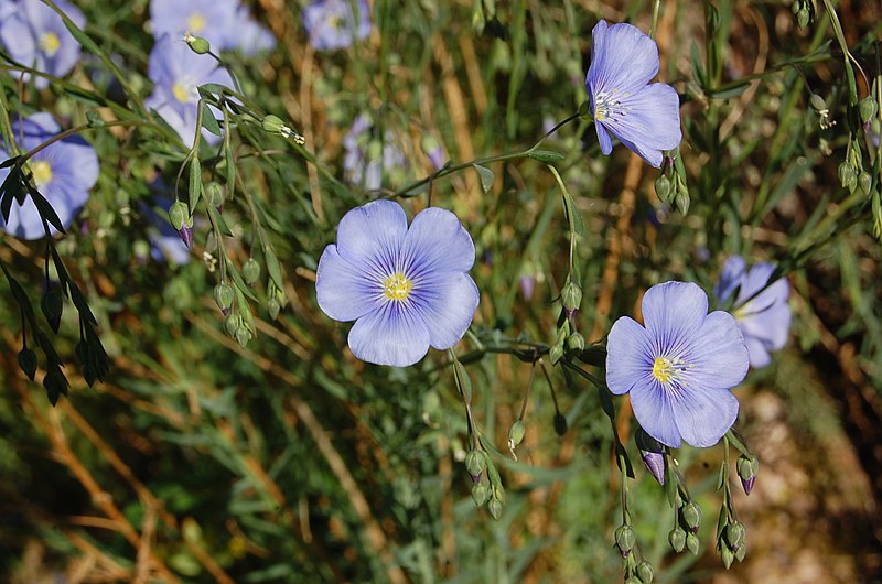 File:Lén fleur.jpg