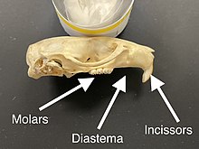 Noticeable diastema in a rodent skull Labeled Rattus Skull.jpg