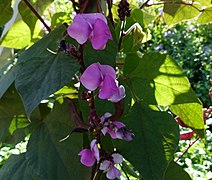 Lablab purpureus (Hyacinth Bean)