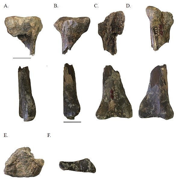 File:Laelaps macropus tibia.jpg