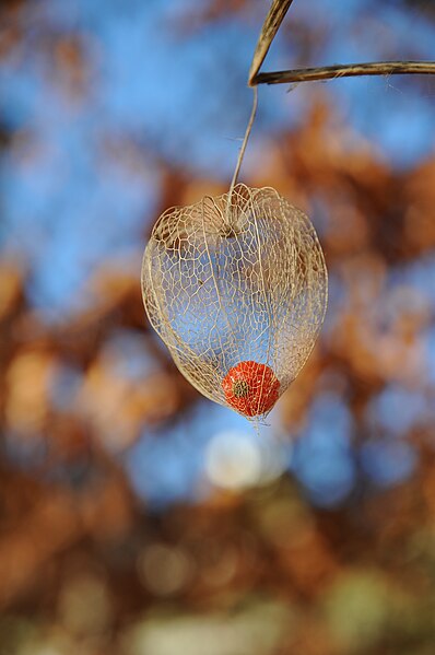 File:Lampionblume, Physalis alkekengi 10.JPG