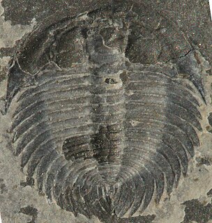 <span class="mw-page-title-main">Corynexochida</span> Extinct order of trilobites