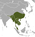 Large Indian Civet area.png