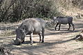 Lascar Two warthogs cross the footpath just in front - Nairobi National Park (4519266175).jpg