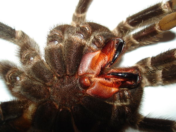 A Lasiodora parahybana tarantula's fangs