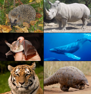 Laurasiatheria A clade of mammals comprising hedgehogs, artiodactyls, cetaceans, bats, perissodactyls, pangolins, and carnivores