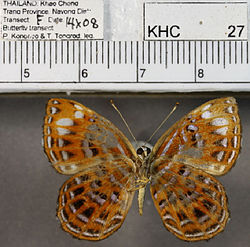 Laxita thuisto female ventral.JPG