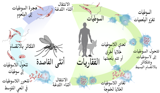 File:Leishmaniasis life cycle diagram ar.svg