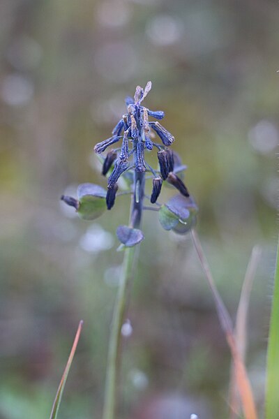 File:Leopoldia comosa 01 LM Lunel Nord 080420.jpg