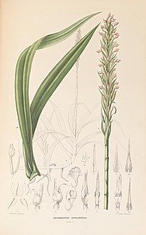 <i>Lepidogyne</i> Genus of orchids