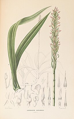 Lepidogyne longifolia Illustration in: Carl Ludwig Blume Collection des Orchidées les plus remarquables de l'archipel Indien et du Japon (1858)