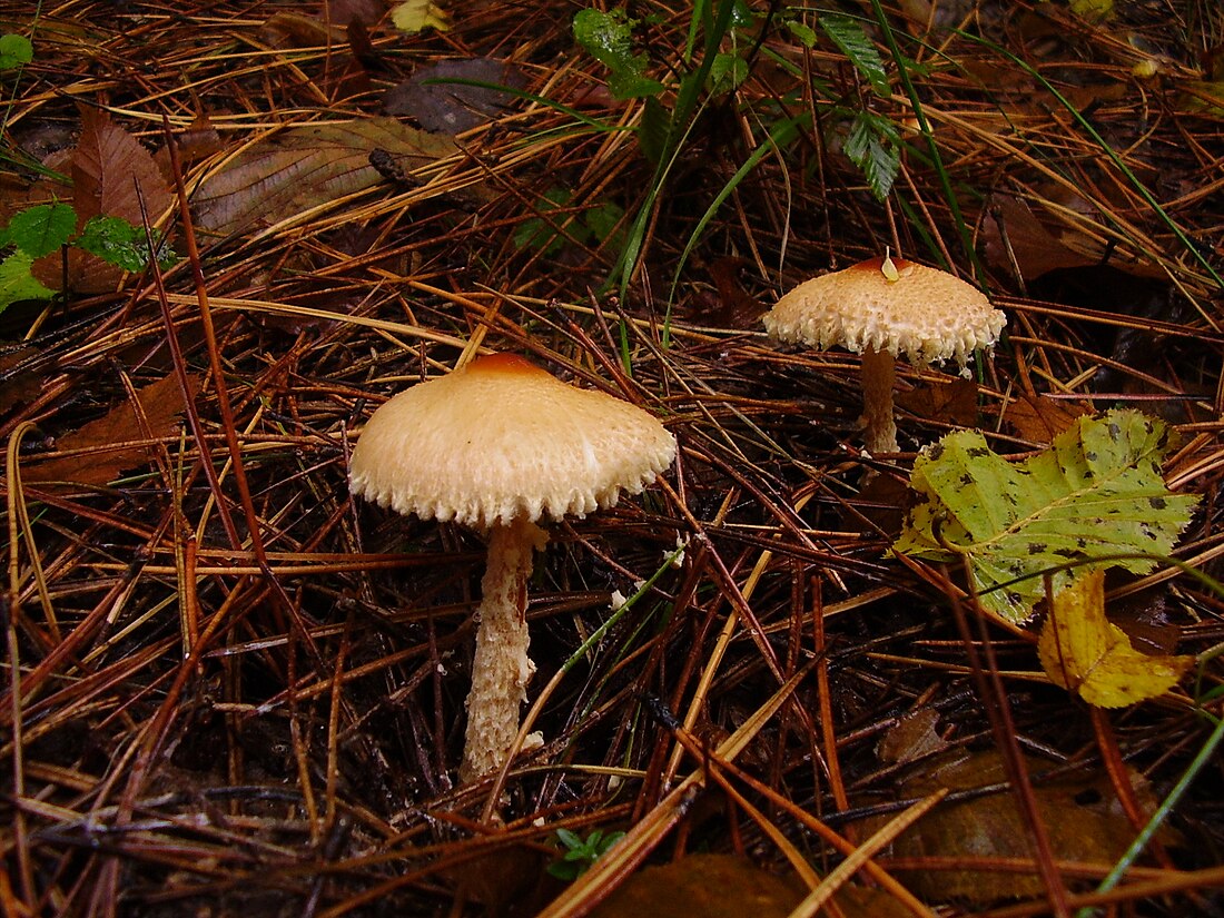 Lepiota clypeolaria