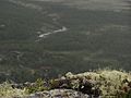 Lichens on Kåsen, near to Rondane nasjonalpark