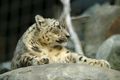 Lightmatter snowleopard2.jpg