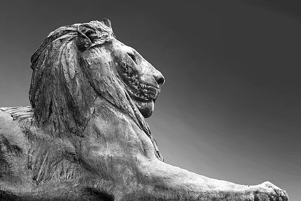 A black and white photograph of one of the eight lions that flank the stairs at Rhodes Memorial.