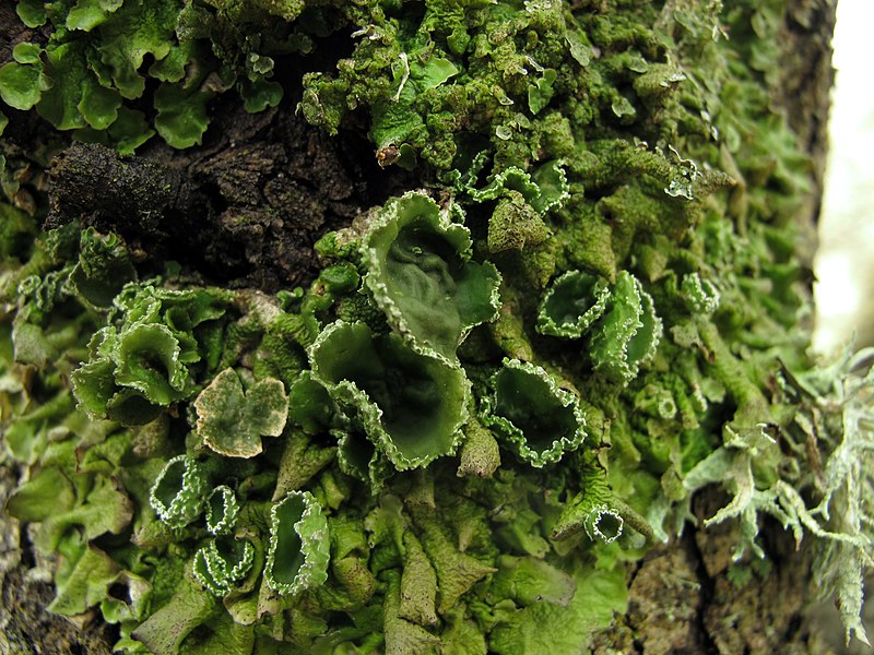 File:Liquen - lichen - Pleurosticta acetabulum (8649693739).jpg