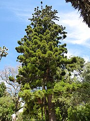 Araucaria cunninghamii