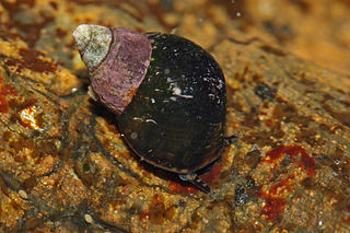 <i>Littorina scutulata</i> Species of mollusc