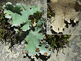 <i>Lobariella reticulata</i> Species of lichen