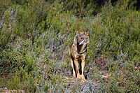 Lobo-ibérico, a subespécie atual mais próxima e similar do lobo-do-levante.