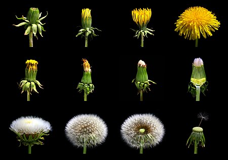 Tập_tin:Loewenzahn_Taraxacum_officinale.jpg