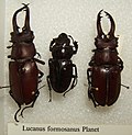 Миниатюра для Lucanus formosanus