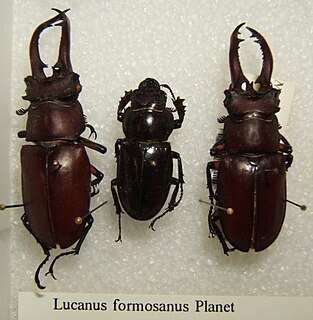 <i>Lucanus formosanus</i> Species of beetle