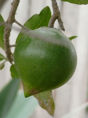 Lucuma.png görüntüsünün açıklaması.