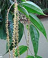Lunania parviflora