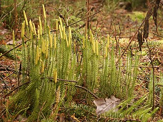 Lycopodium annotinum 161102a.jpg