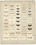 Thumbnail for File:MA I437619 TePapa Plate-XX-The-butterflies full.jpg