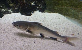 Tete sea catfish species of fish