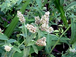 Lómenta (Mentha longifolia)
