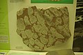 MI M S N Paleo fossili (11).jpg
