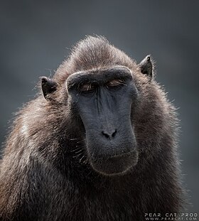 Macaque à crête.jpg