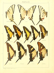 Macrolepidoptera15seit 0041.jpg