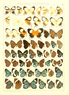 <i>Mesosemia</i> Genus of butterflies