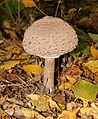 * Nomination Young Parasol mushroom -- George Chernilevsky 05:47, 31 October 2019 (UTC) * Promotion  Support Good quality.--Agnes Monkelbaan 05:53, 31 October 2019 (UTC)