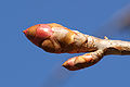 Image 33Dormant Magnolia bud (from Tree)
