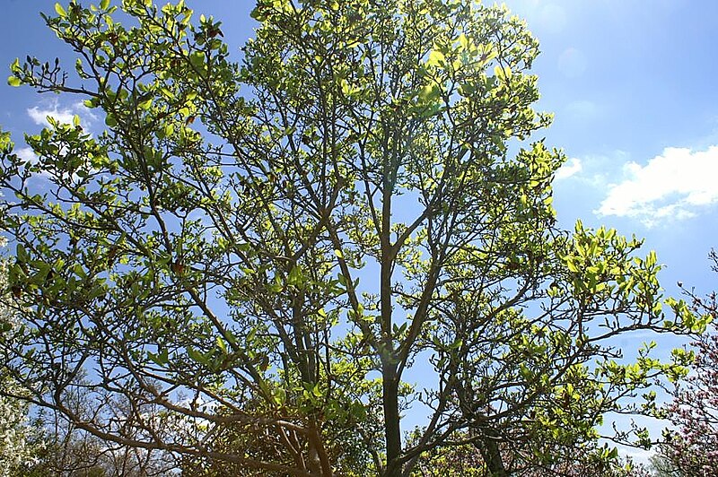 File:Magnolia denudata 13zz.jpg