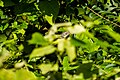 Magnolia warbler (36396170514).jpg