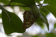 English: A butterfly in the butterfly house at Mainau. Deutsch: Ein Schmetterling im Schmetterlingshaus auf Mainau.