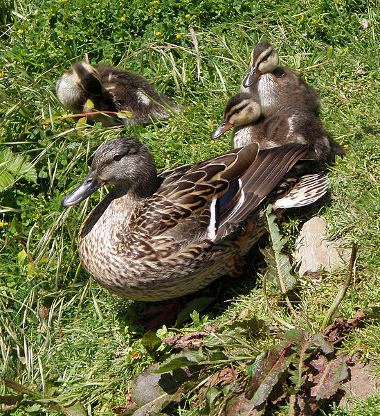 File:Malards in Golden Gate Park.jpg