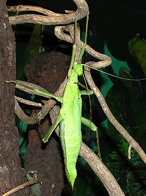 Malaiische Riesengespenstschrecke (Heteropteryx dilatata), ♀