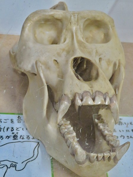 File:Male Gorilla skulls in Japan Monkey Centre - 2.jpg