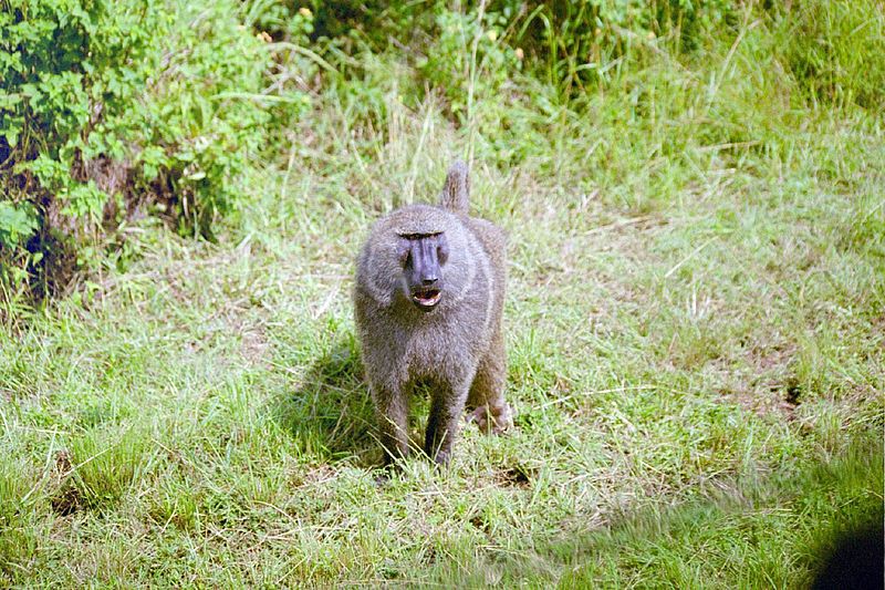 File:Male Olive Baboon2.jpg