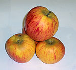 Malus-Goldparmaene.jpg