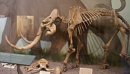 Squelette de Mammuthus exilis