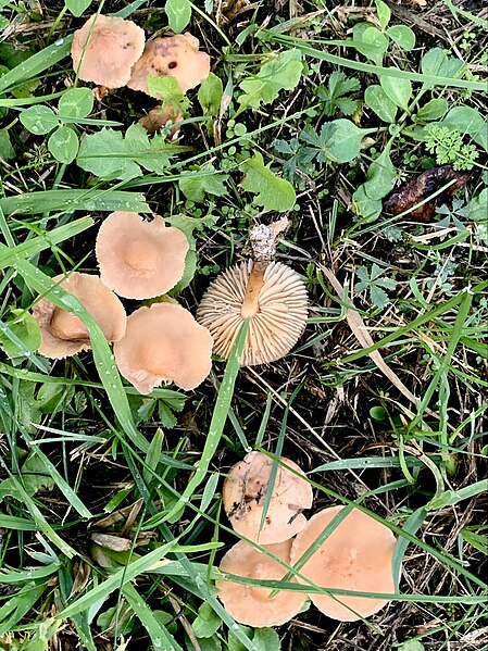 File:Marasmius oreades 3.jpg