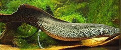 Marbled lungfish 2.jpg